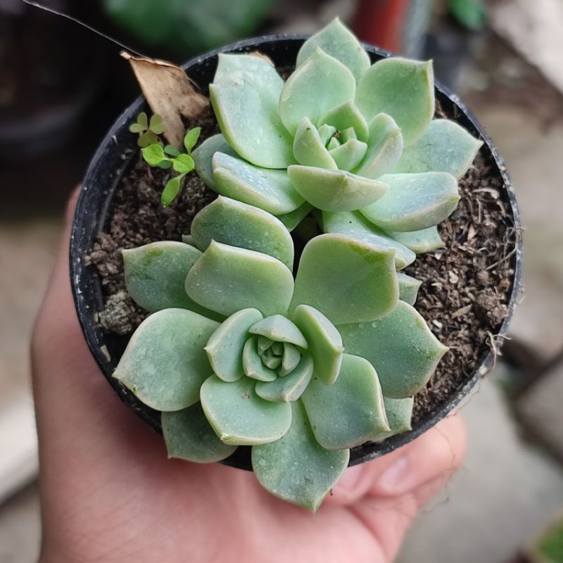 Sukulen Graptoveria titubans medium/Echeveria tituban medium size