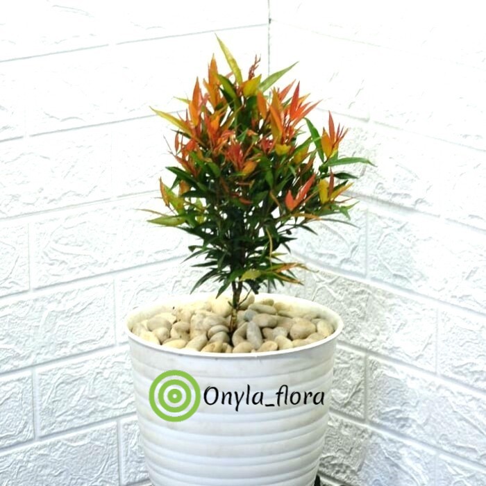 Tanaman Indoor Syzygium Oleana Hias Tanaman Hias Indoor Mini