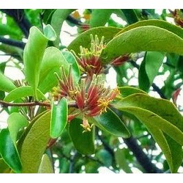 

daun benalu