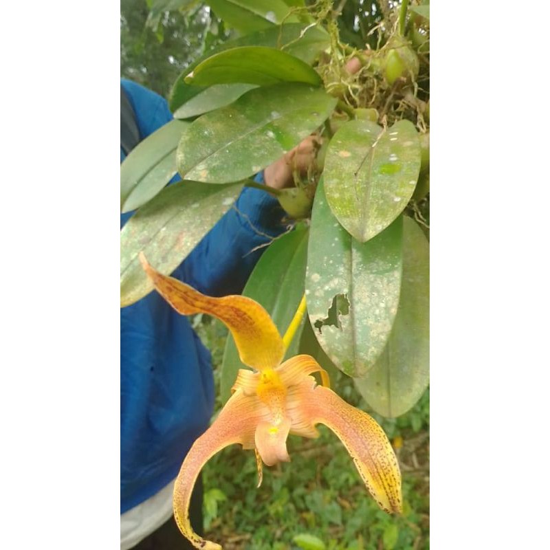 anggek bulbophyllum lobii