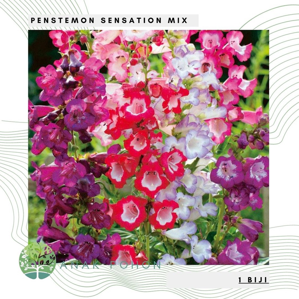 Benih Bibit Biji - Bunga Penstemon Sensation Mix Flower Seeds - IMPORT