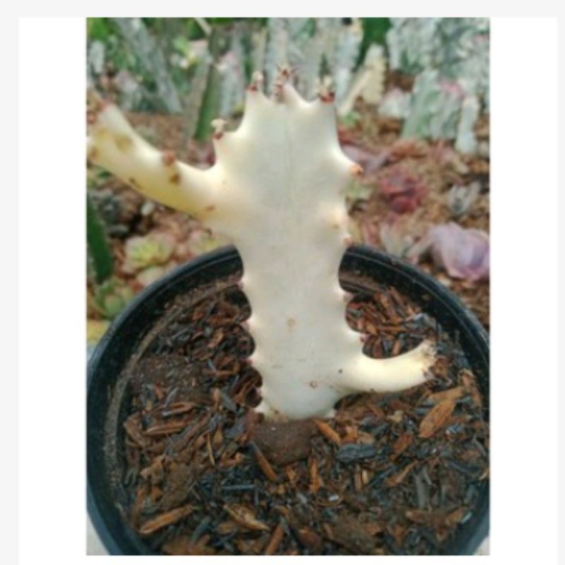 

ephorbia lactea tulang susu