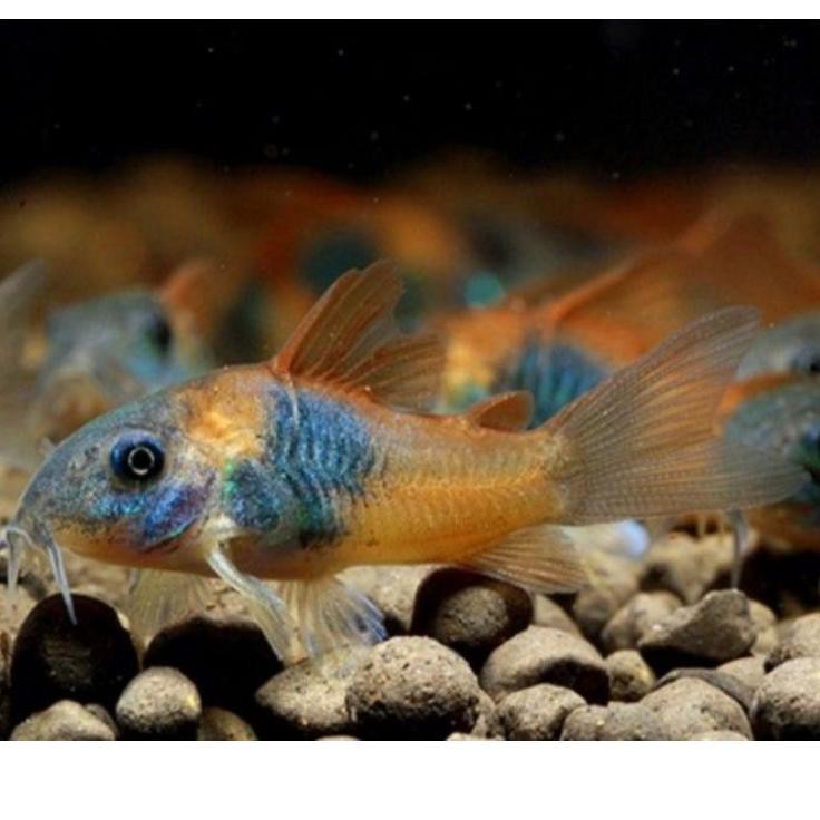

4.4 F⚡ASH SALE ( Bandung) Ikan corydoras venezuela orange
