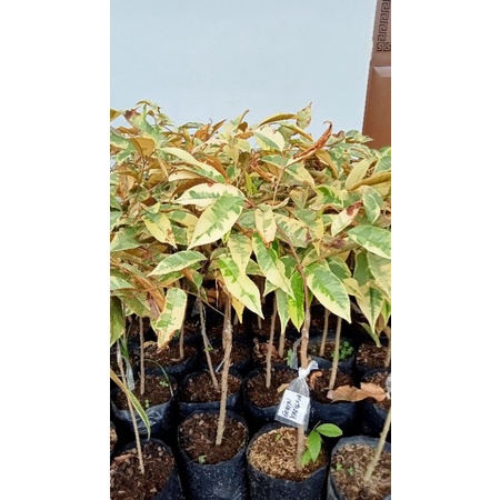 Bibit tanaman kenitu varigata sambung