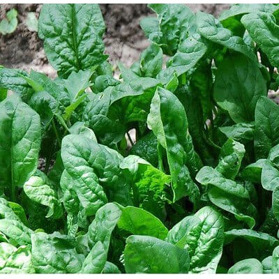 Benih Bayam Jepang &quot;Spinach Giant Nobel&quot; | Bibit Bayam Jepang