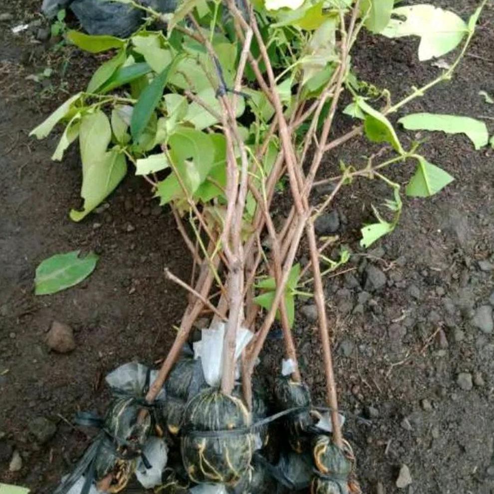 BIBIT TANAMAN BIBIT CANGKOK JAMBU AIR MADU DELI I32