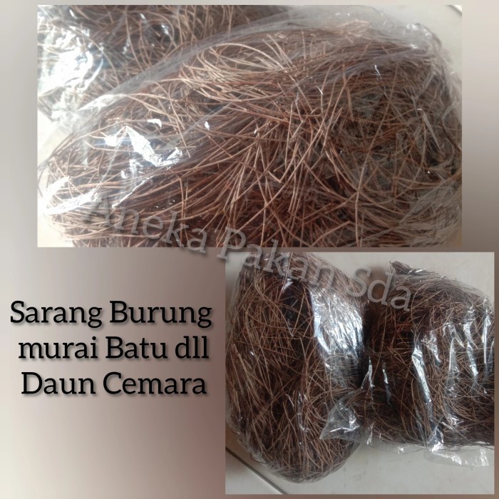 Sarang Burung Murai Batu daun Cemara murah