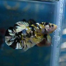 

yellow gold copper koi betta fish