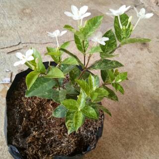 Bunga melati jasmine varigata Shopee Indonesia Bunga melati jasmine varigata Shopee Indonesia