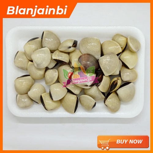 

Kerang Tahu / Kerang Putih Bandung