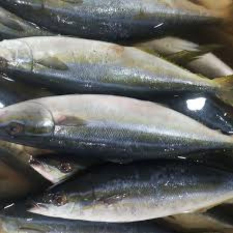 

Ikan Salmon Lokal Segar | naga_exspress