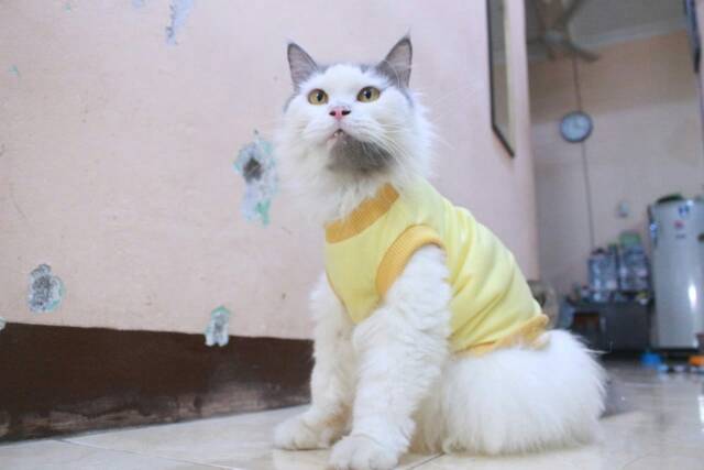 Kaos kuning untuk kucing &amp; anjing /Jual Baju Kucing Terlengkap &amp; Berkualitas size S-XL