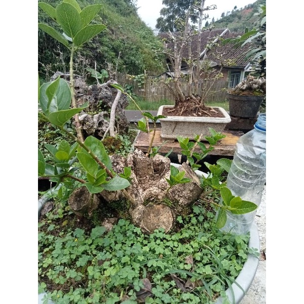 Bahan bonsai sancang ori jumbo bogel