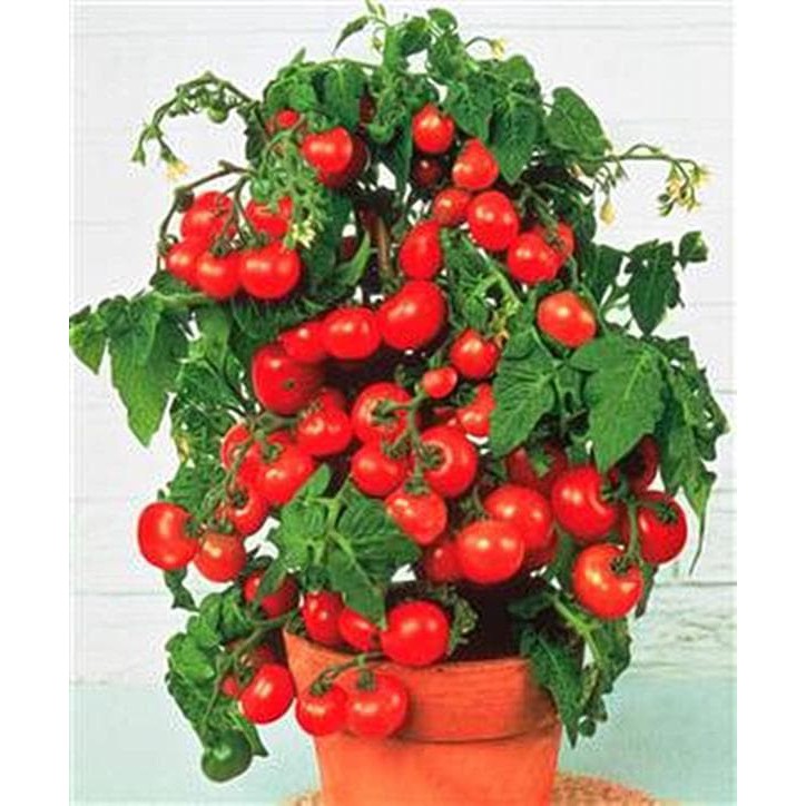 Jual Benih Seeds Biji Bibit Tomat Cerry Small Red Cherry Tomato Isi 50 Biji Shopee Indonesia