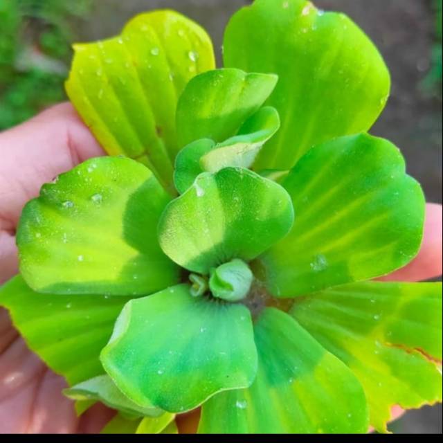 Tanaman Hias Air Apu Apu-Tanaman Air Apu Apu