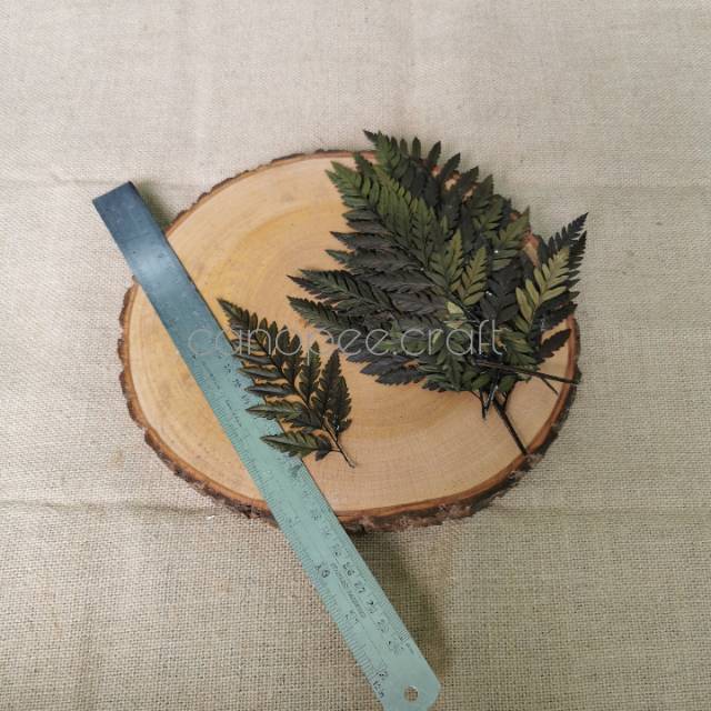 DAUN PAKIS KERING WARNA NATURAL | Shopee Indonesia