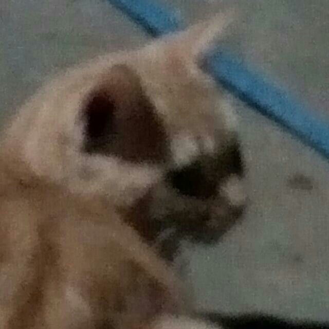 Apron Barbershop Keren Celmek Masak Celmek Barbershop Apron Barber Apron Barbershop Murah