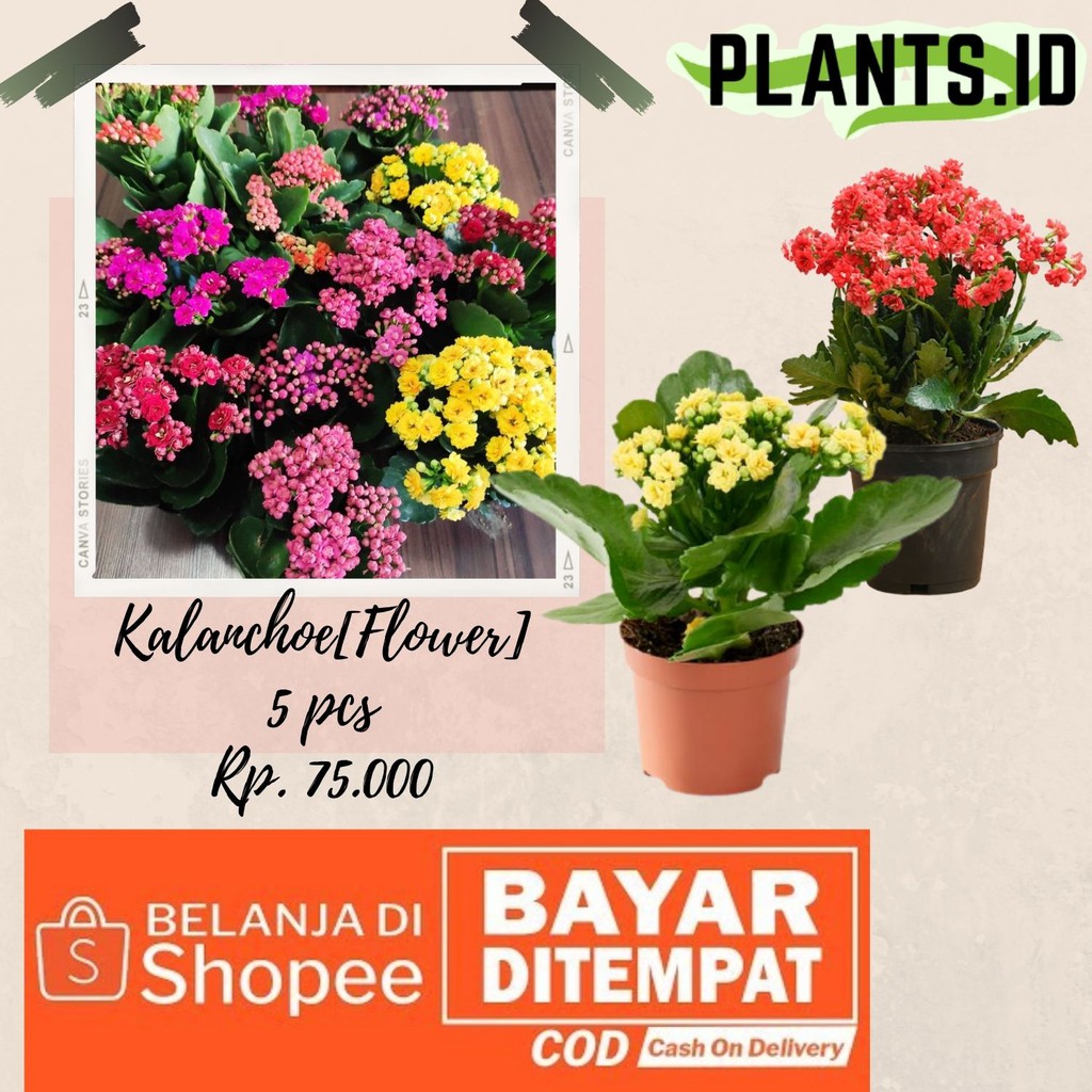 Paket 5 Tanaman hias cocor bebek kalanchoe bunga tumpuk COD Bunga Cocor Bebek Bunga Kalanchoe Hiasan