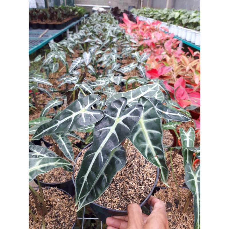 tanaman hias alocasia bambino / alocasia bambino