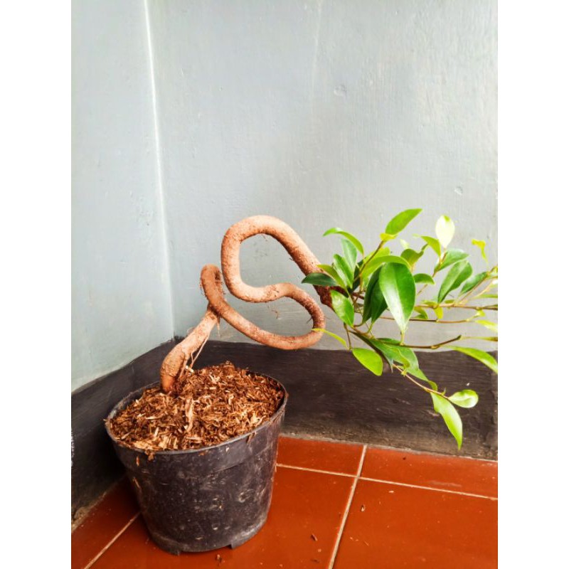 bahan bonsai beringin kimeng (ficus microcarpa)