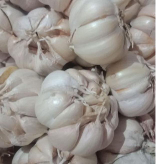 

✿ Bawang Putih Sinco 500 gr grosir