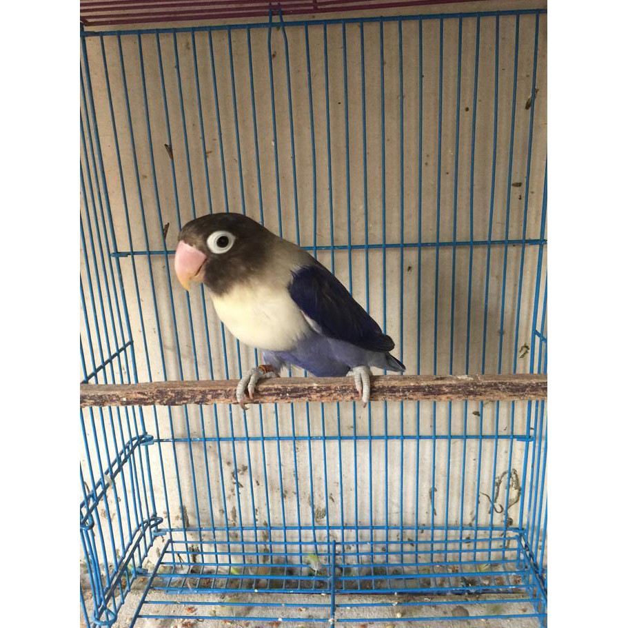 32+ Burung lovebird violet df terbaru