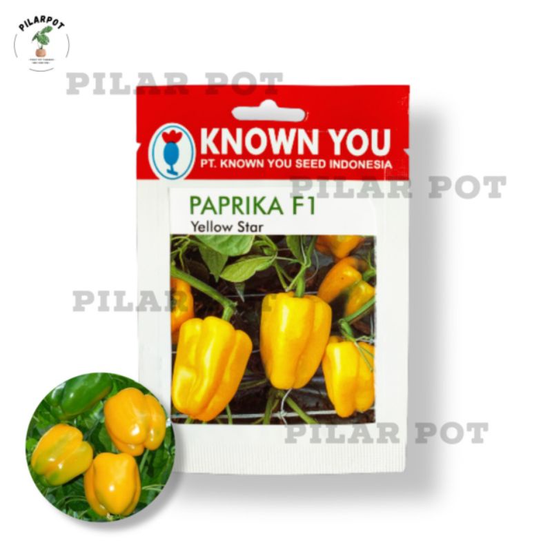 benih bibit PAPRIKA F1 YELLOW STAR known you seed - KYS F1 YELLOW STAR