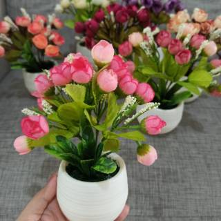 Pot Mini Mawar Kuncup Egg Rose Telur Dekorasi Rumah  