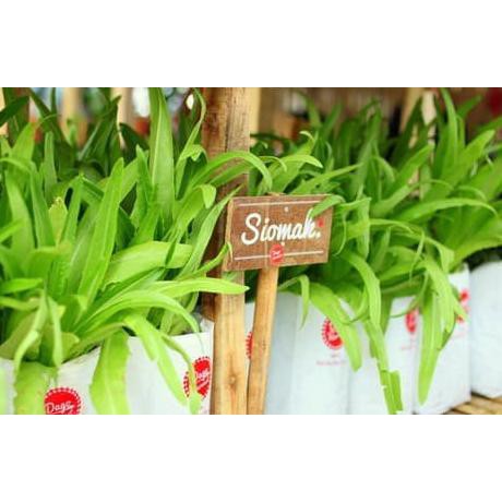 Baru 150 Benih Selada Hijau Wangi Siomak / Fumak Sayuran Hidroponik