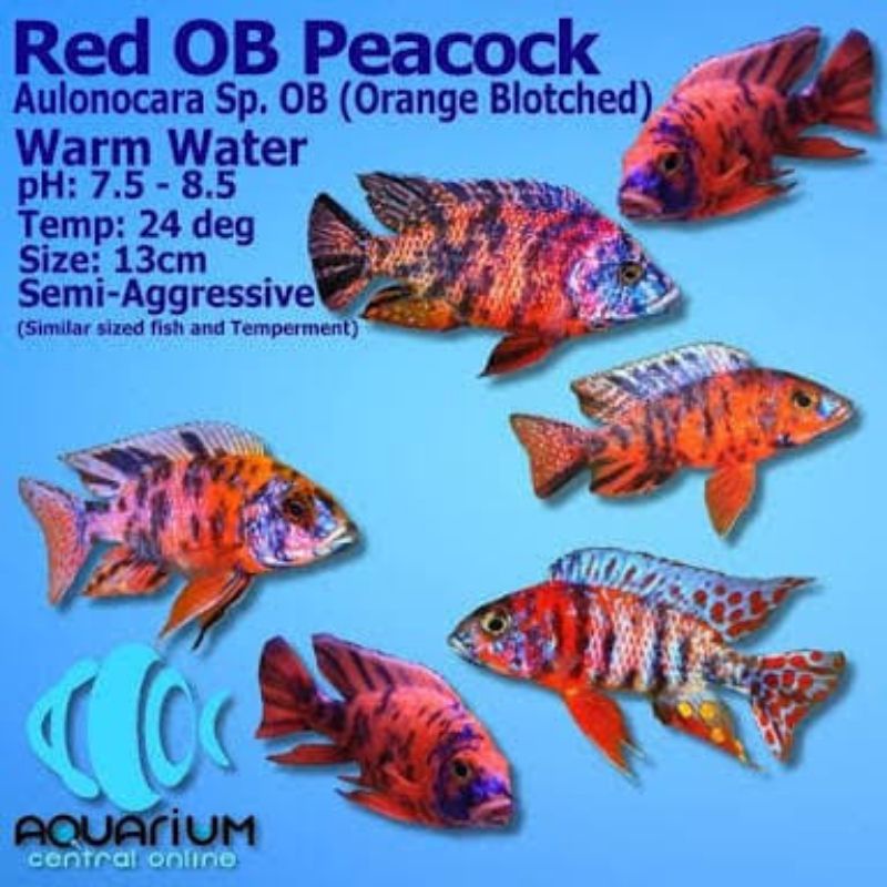 cichlid africa aulonocara OB peacock ikan hias aquarium