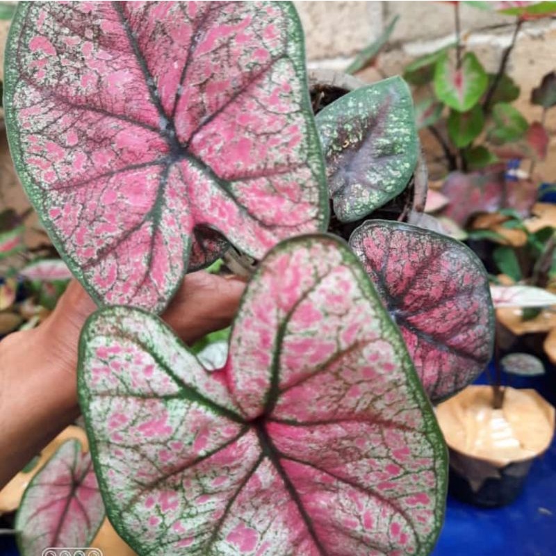 Caladium Hybrid