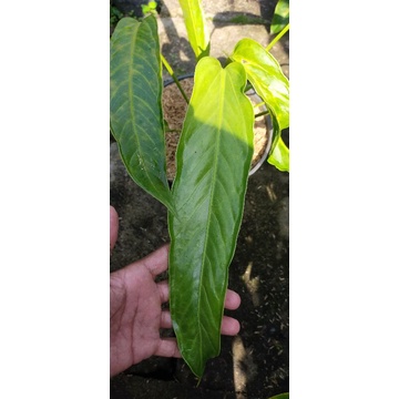 anthurium lea indukan