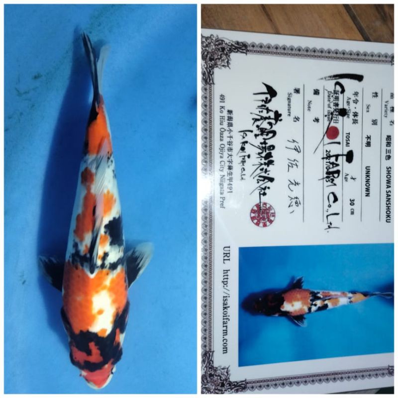 ikan koi jt showa isa