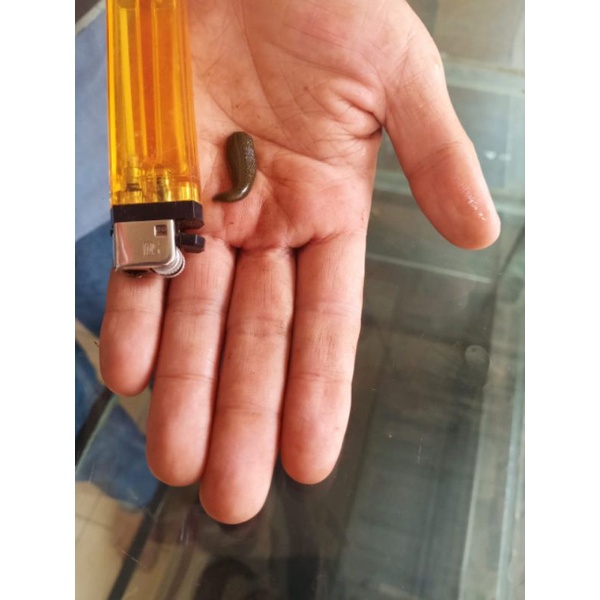 Lintah terapi / Lintah Ternak /Lintah Terapi Size S