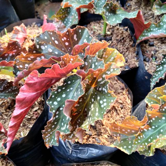 Tanaman begonia polkadot begonia maculata