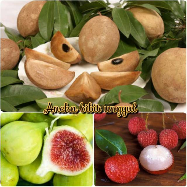 PAKET 3 BIBIT BUAH SAWO MADU-BIBIT LECI MERAH-BIBIT BUAH TIN HIJAU UNGGUL