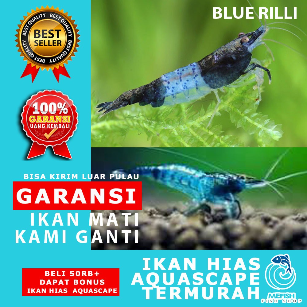 Udang Aquascape / Udang Hias Aquascape / Udang Hias Aquarium - MEFISH_ID ( BLUE RILLI )