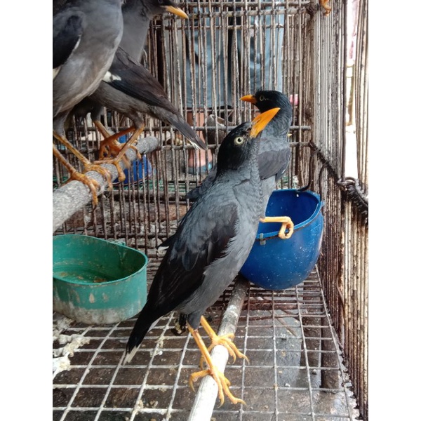 burung jalak kebo