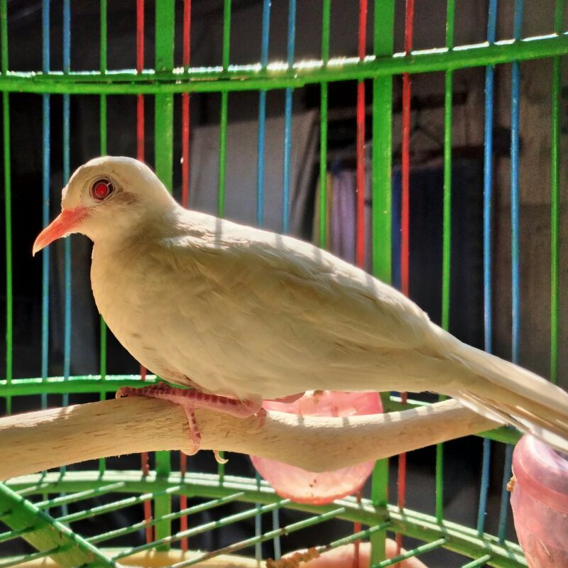 Perkutut Putih Lurik