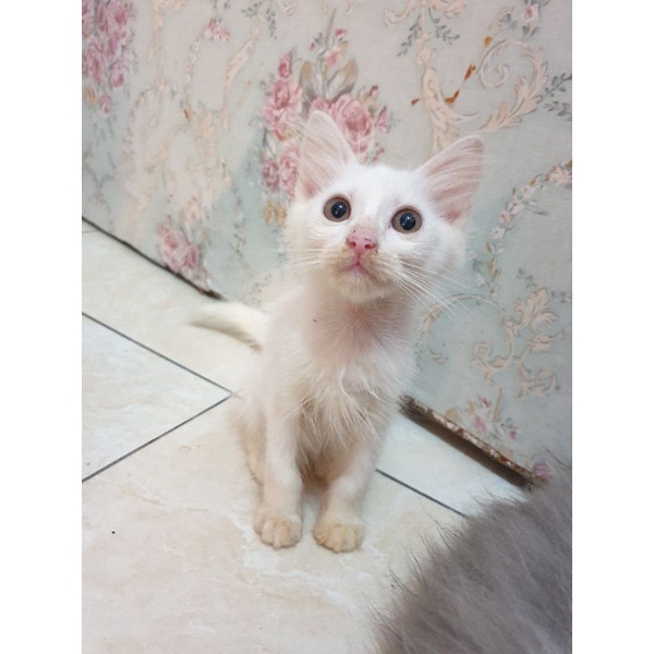 kucing persia himalaya mix munchkin