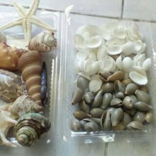 KULIT KERANG SET DEKORASI FURNITURE Kerang hijau KERAJINAN 