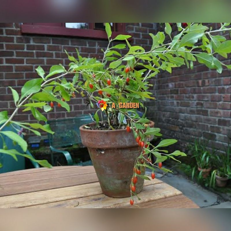 Tanaman Buah Goji Berry/ Goji Berries/ Gojiberry