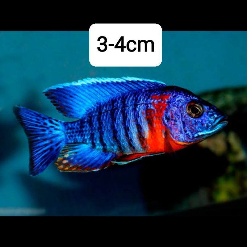 cichlid aulonocara red flush 3-4cm