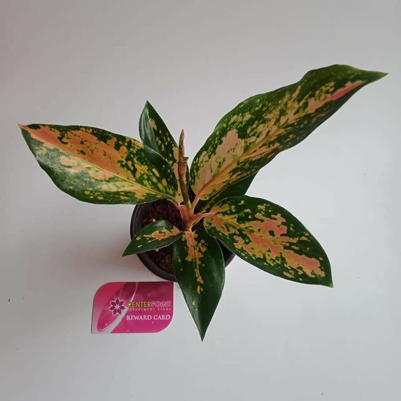 Tanaman Hias Aglonema Kochin Varian Tembaga Induk bawa tunas Real Pict