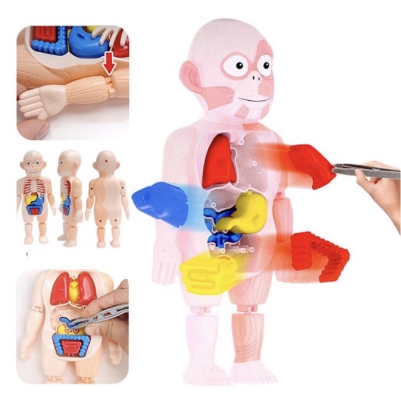 Mainan Anak Edukasi Human Body Model Organ Tubuh - Human Body Anatomy