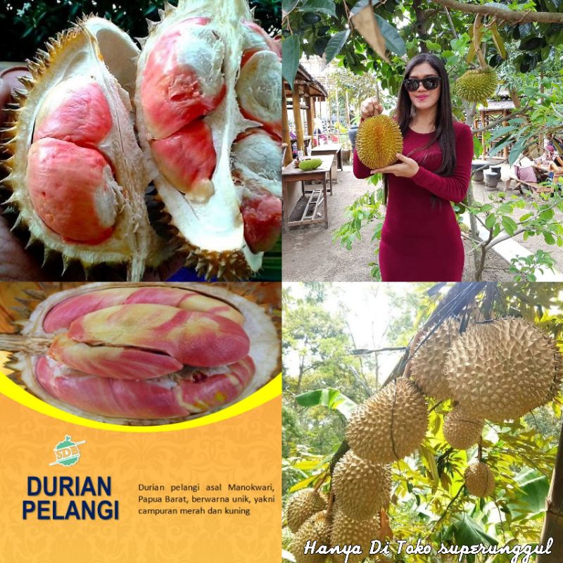 Bibit durian pelangi terlaris