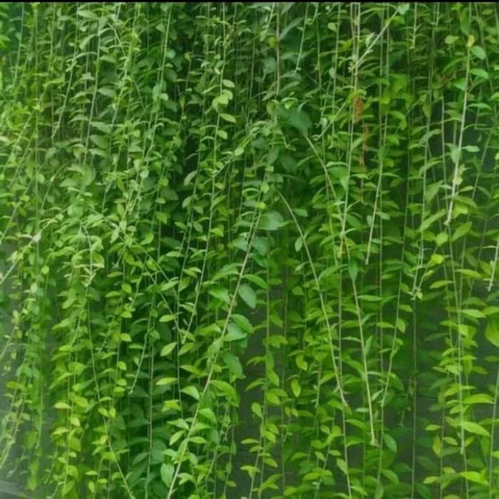 promo Tanaman hias lee kwan yew 1meter