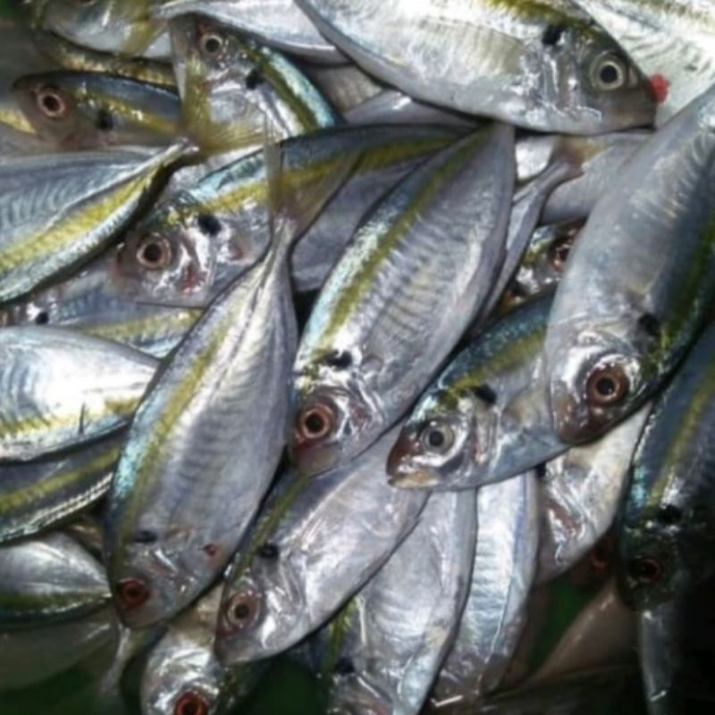 

Ikan Selar Kuning Berat 500 Grm