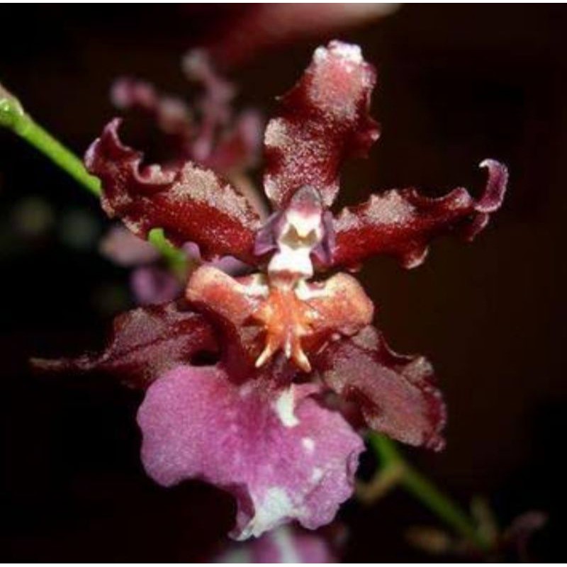 Anggrek Oncidium New Sharry Baby