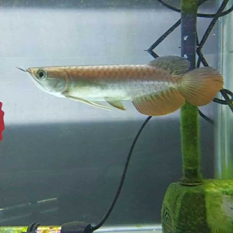 ikan arwana golden red spesial anatomi sortiran